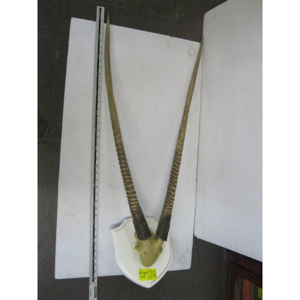 LG. SET OF AFRICAN GEMSBOCK HORNS