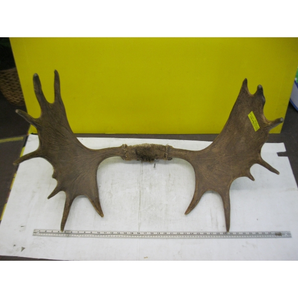 SET OF MOOSE ANTLERS