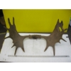 Image 1 : SET OF MOOSE ANTLERS