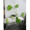 Image 1 : REAL PLANT