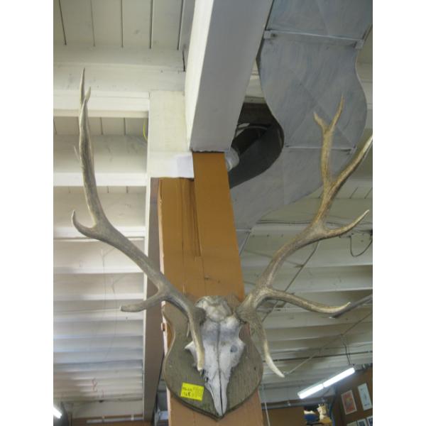 SET OF ELK ANTLERS