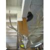 Image 1 : SET OF ELK ANTLERS