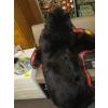 Image 1 : BLACK BEAR RUG W/HEAD MOUNT
