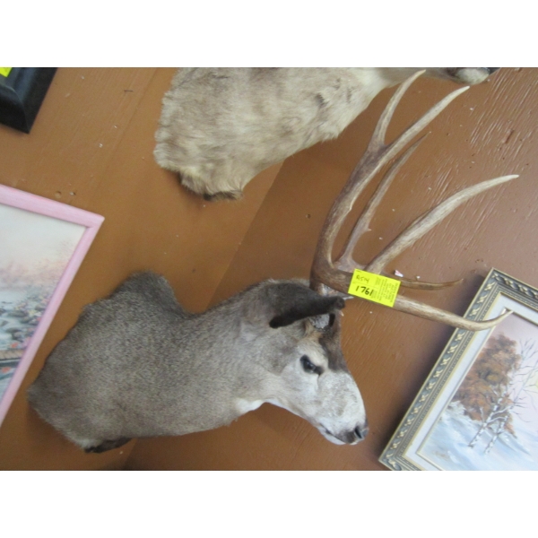 DEER HEAD W/ANTLERS