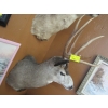 Image 1 : DEER HEAD W/ANTLERS