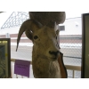 Image 2 : MOUNTED BIGHORN SHEEP HEAD