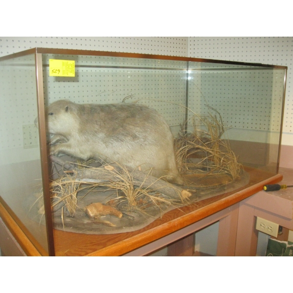 BEAVER IN GLASS DISPLAY CASE