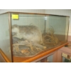 Image 1 : BEAVER IN GLASS DISPLAY CASE