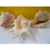 Image 2 : 3 LG. SHELLS