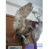 Image 2 : MOUNTED GREAT HORNED OWL