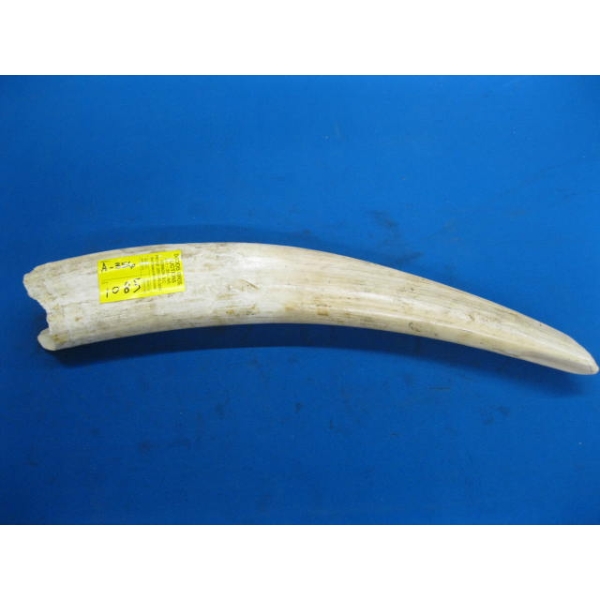 WALRUS TUSK