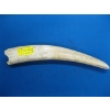 Image 1 : WALRUS TUSK