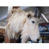Image 2 : HORN SHEEP HEAD