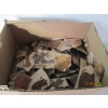 Image 1 : BOX OF FOSSIL TYPE STONES