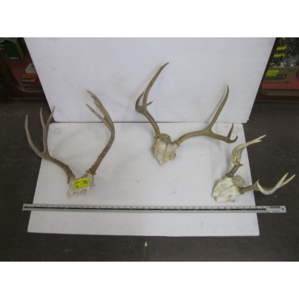 3 SETS OF DEER HORNS ON PLAQUES