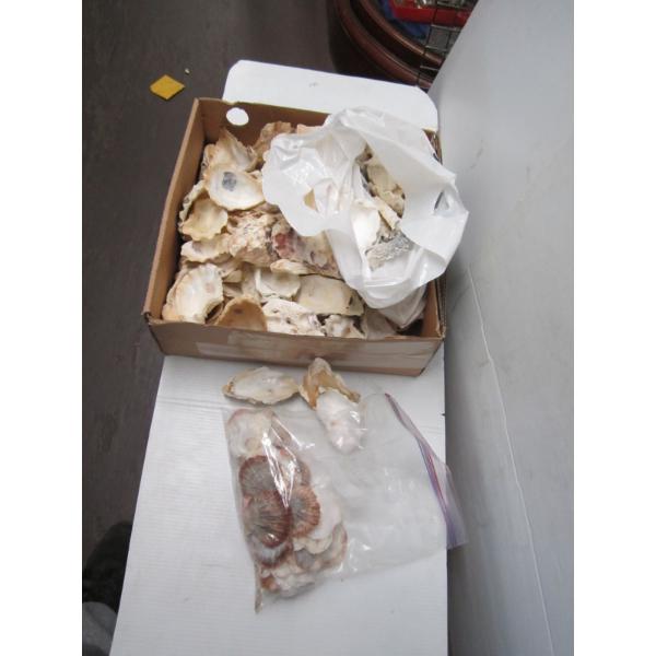 OYSTER SHELLS