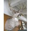 Image 2 : MOUNTED MULE DEER