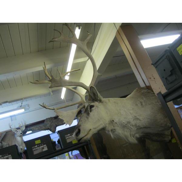 LG. CARIBOU HEAD MOUNT