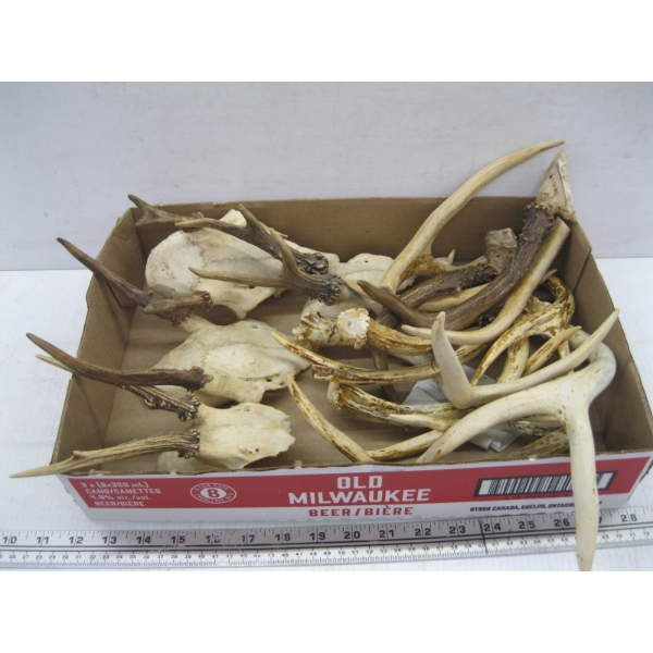 FLAT OF SMALL ANTLERS