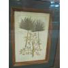 Image 4 : 4 PRINTS OF HERBS, MEDICINAL PLANTS IN OAK FRAMES