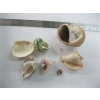 Image 2 : BOX OF ASST. SHELLS, ETC.