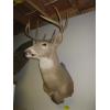 Image 2 : MOUNTED WHITE TAIL DEER