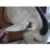 Image 3 : MOUNTED MOUNTAIN GOAT HEAD