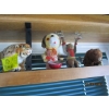 Image 2 : 7 SM. MONKEY, TIGER WIND UP FIGURINES