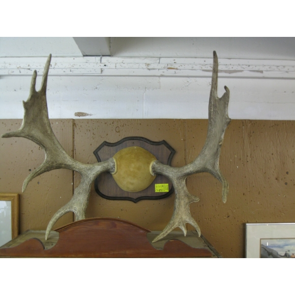 SET OF MOUNTED MOOSE HORNS