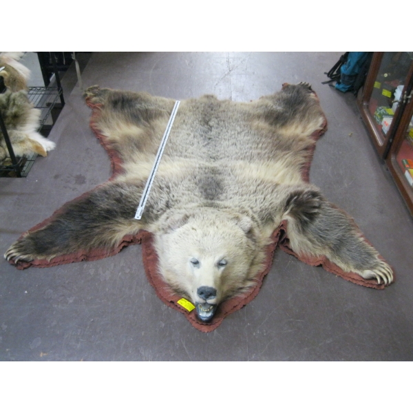 TANNED GRIZZLY HIDE WITH HEAD MOUNT