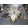 Image 1 : TANNED GRIZZLY HIDE WITH HEAD MOUNT