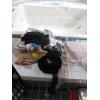 Image 1 : MISC. BAGS, HATS, BELTS, ETC.