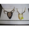 Image 1 : 2 SETS OF DEER HORNS ON PLAQUES
