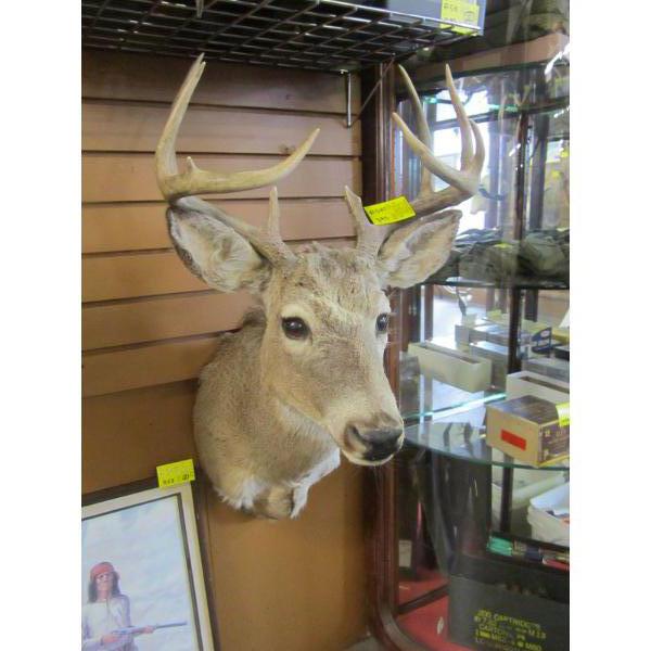 MOUNTED WHITETAIL DEER HEAD