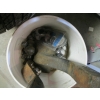 Image 2 : PAIL W/ASST. RECEIVER HITCHES, TRAILER BALLS, ETC.