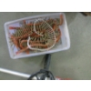 Image 5 : MILWAUKEE SCREW SHOOTER DRILL W/HAND FAST SCREW FEEDER & BIN OF ASST. SCREWS