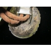 Image 3 : NAVAJO BOLO TIE, STAMPED RB & STERLING