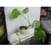 Image 2 : REAL PLANT