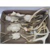 Image 2 : FLAT OF SMALL ANTLERS