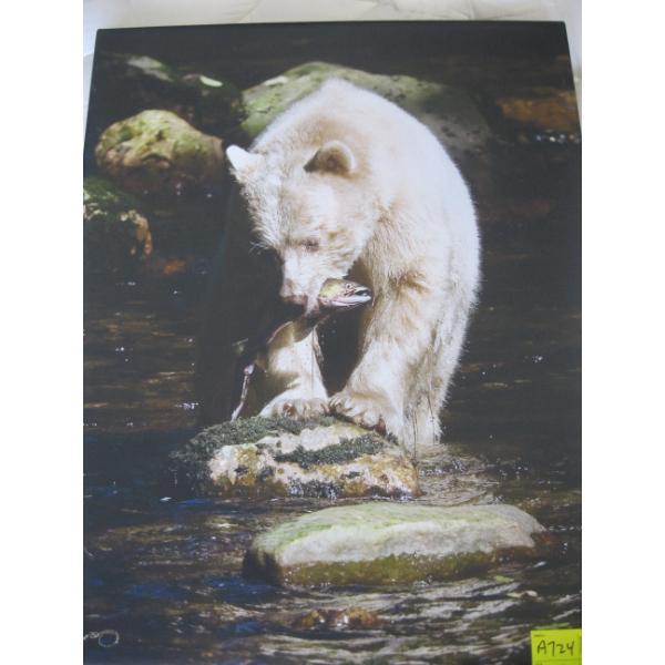 BEAR & FISH PICTURE