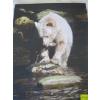 Image 1 : BEAR & FISH PICTURE