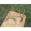 Image 5 : ASST. ANTLERS