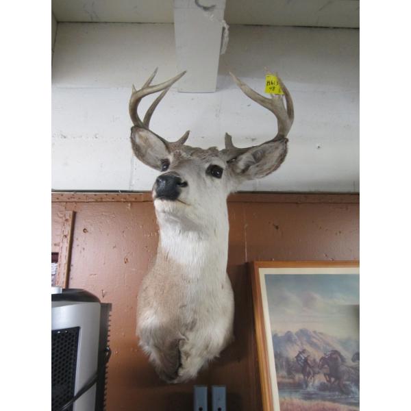 MOUNTED WHITETAIL DEER HEAD