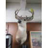 Image 1 : MOUNTED WHITETAIL DEER HEAD