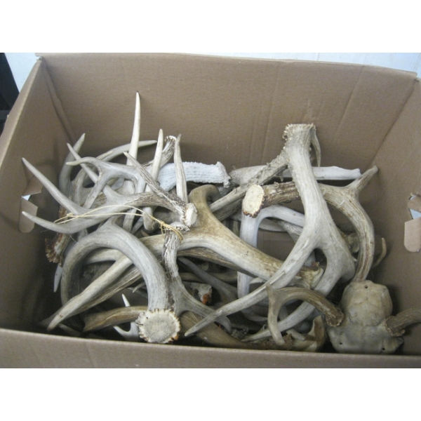 LG. BOX OF ASST. ANTLERS
