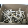 Image 1 : LG. BOX OF ASST. ANTLERS