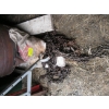 Image 1 : TIRE CHAINS