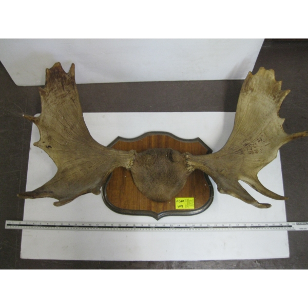 MOUNTED MOOSE HORNS