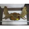 Image 1 : MOUNTED MOOSE HORNS