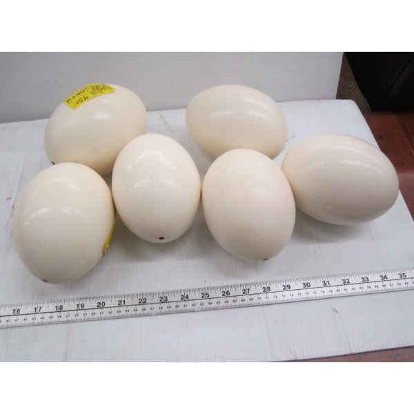 6 OSTRICH EGGS